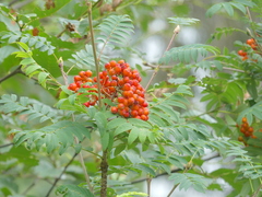 Sorbus