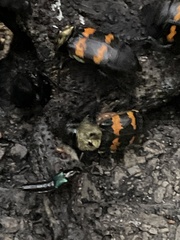 Nicrophorus tomentosus