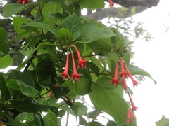 Fuchsia
