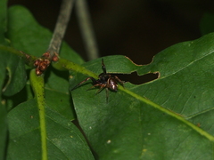 Zygoballus rufipes