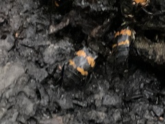 Nicrophorus tomentosus