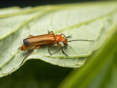 Rhagonycha fulva