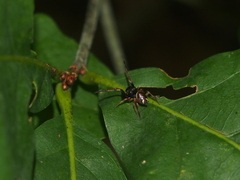 Zygoballus rufipes