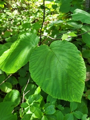 Viburnum lantanoides