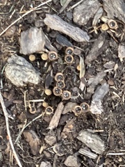 Nidulariaceae