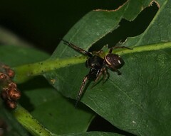 Zygoballus rufipes