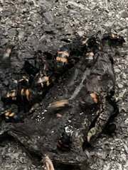 Nicrophorus tomentosus