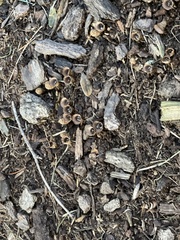 Nidulariaceae