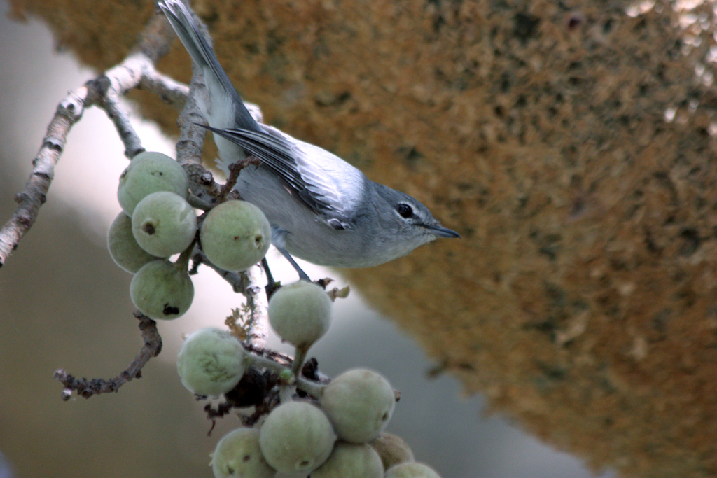 Ashy Flycatcher (Birds of South Africa) · iNaturalist