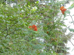 Sorbus