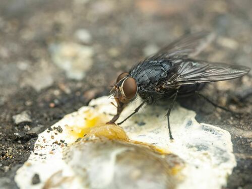 Blue Blowfly photo 4