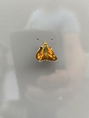 Ochlodes sylvanoides