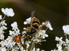 Vespula maculifrons
