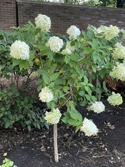 Hydrangea
