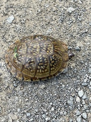 Terrapene carolina triunguis