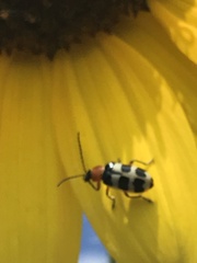 Paranapiacaba tricincta