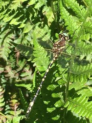 Synthemis eustalacta