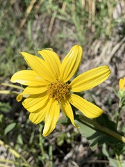 Engelmannia peristenia