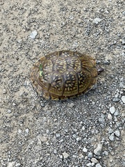 Terrapene carolina triunguis