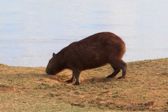 Hydrochoerus hydrochaeris