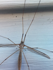 Tipula oleracea