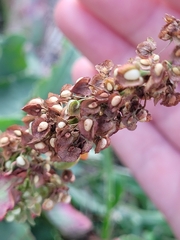 Rumex hymenosepalus