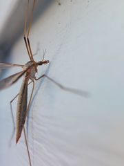 Tipula oleracea