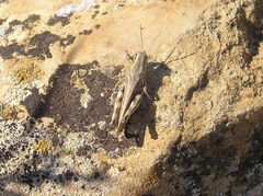 Melanoplus infantilis