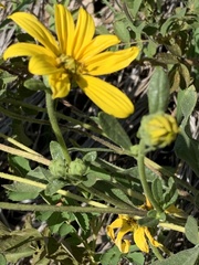 Engelmannia peristenia