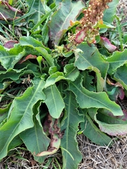 Rumex hymenosepalus