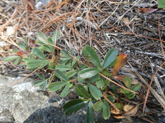 Sibbaldiopsis tridentata