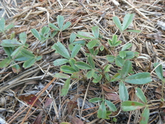 Sibbaldiopsis tridentata