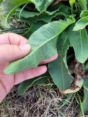 Rumex hymenosepalus