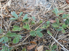 Sibbaldiopsis tridentata