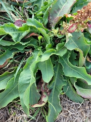 Rumex hymenosepalus