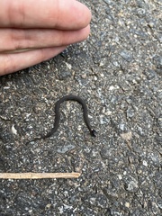 Storeria occipitomaculata