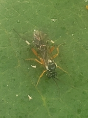 Diplazon laetatorius