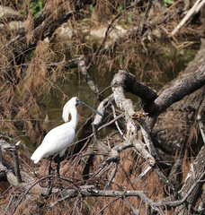 Platalea regia