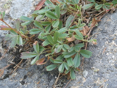 Sibbaldiopsis tridentata