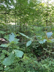 Quercus bicolor