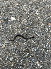 Storeria occipitomaculata