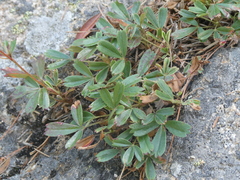 Sibbaldiopsis tridentata