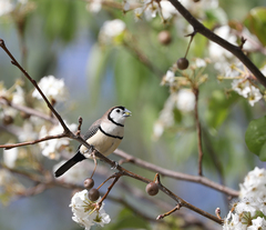 Stizoptera bichenovii