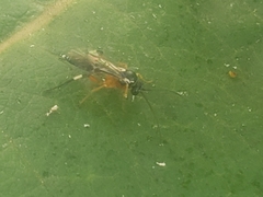 Diplazon laetatorius