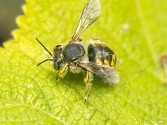 Anthidium manicatum