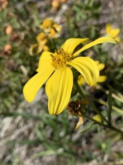 Engelmannia peristenia