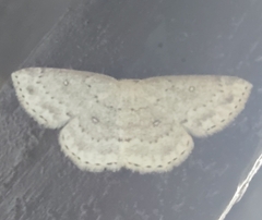 Cyclophora pendulinaria