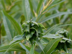 Rabdophaga strobiloides