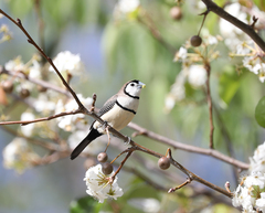 Stizoptera bichenovii