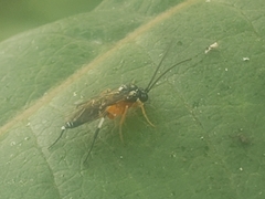Diplazon laetatorius